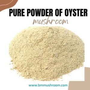 King Oyster Mushroom